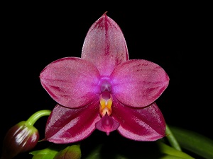 Phal. Phoenix Firefight Phoenix Ruby FCC/AOS 90 pts.